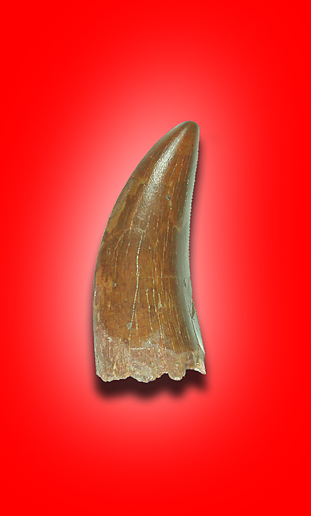 Dromaesaur Tooth